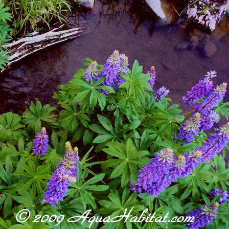 natural ponds and natural fish ponds by Biologists