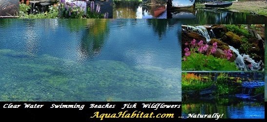 natural swimming ponds by Biologists