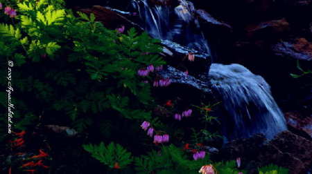 fish ponds, swimming ponds, water features, fishing ponds & garden ponds: additional information.